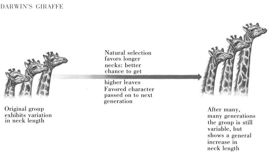 Image2